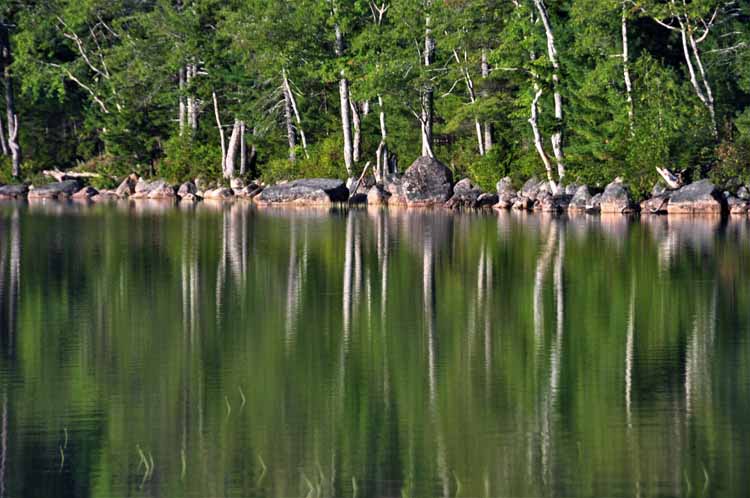 reflection of trees 